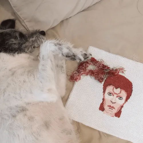 Bowie + Buffy