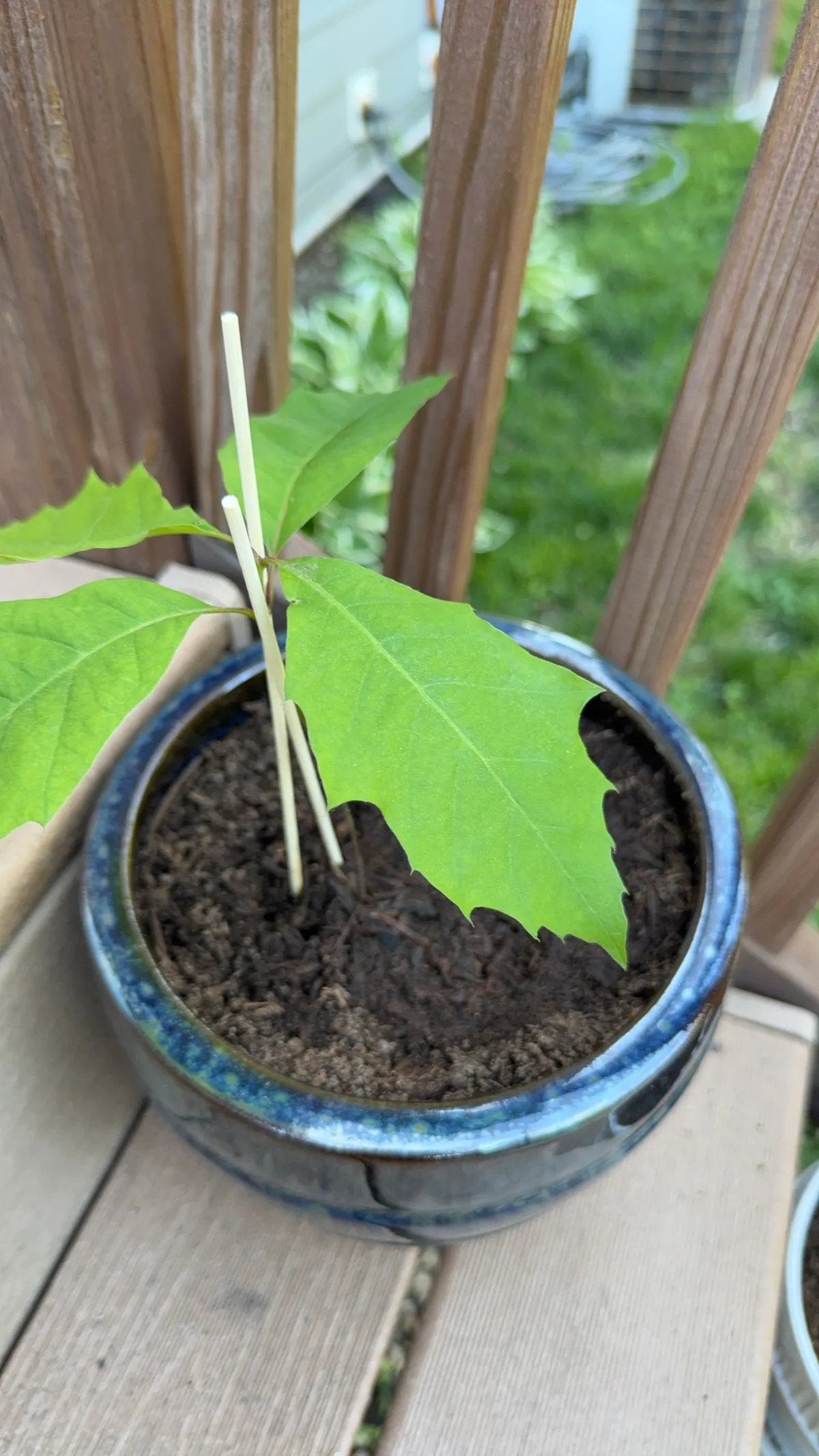 Oak seedling.