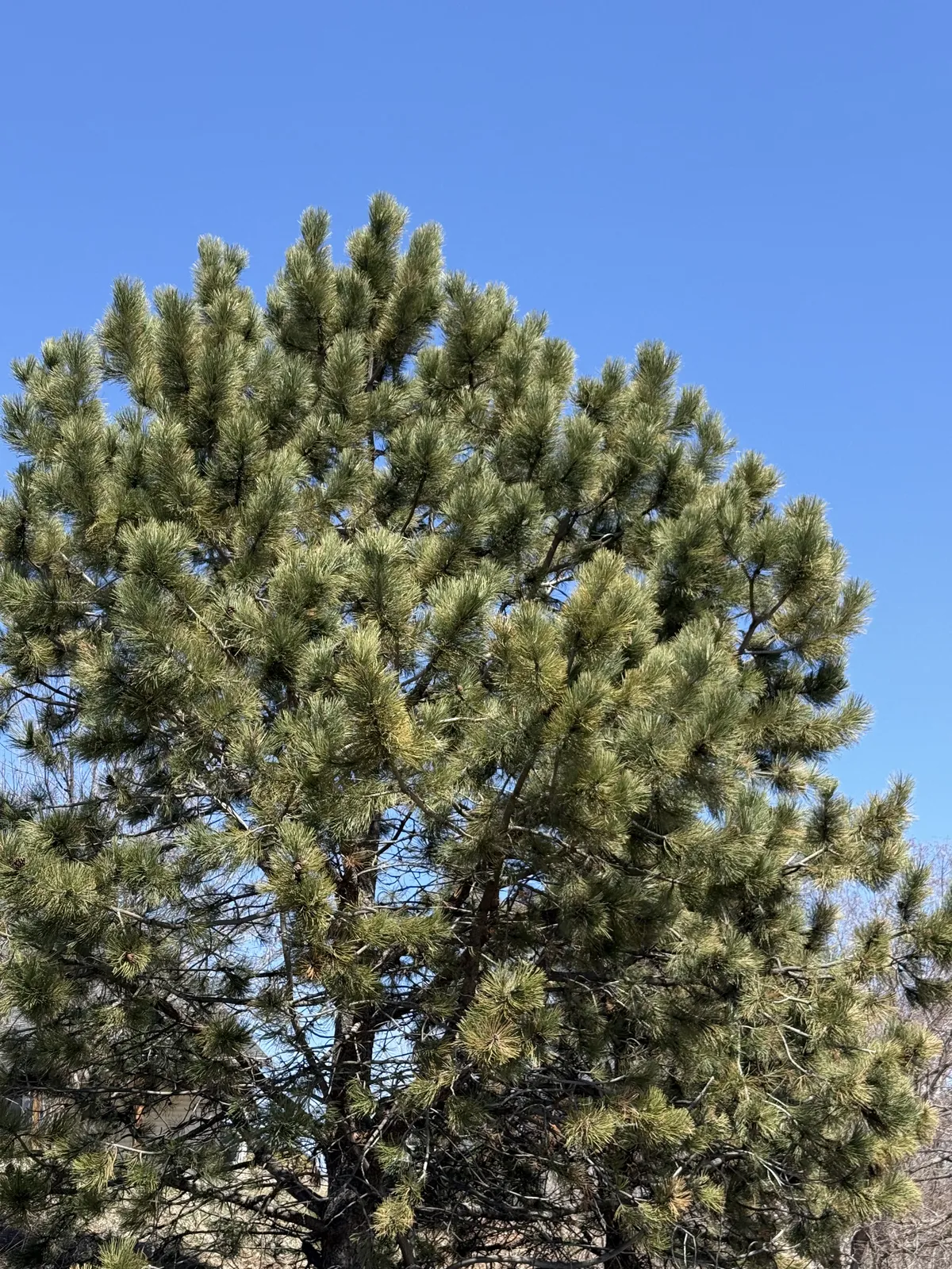 Noticing the trees on my walk.