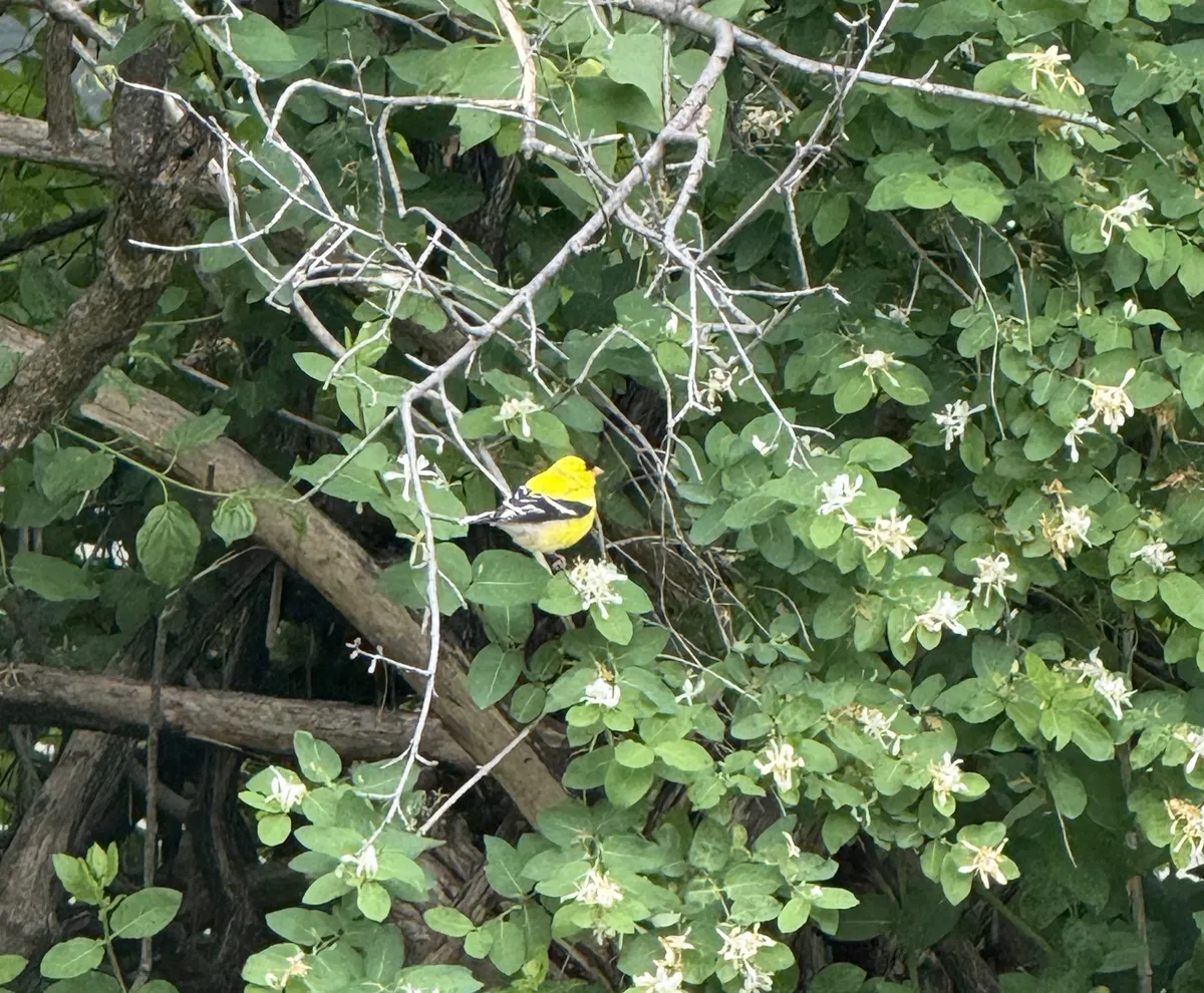 Goldfinches in the backyard.