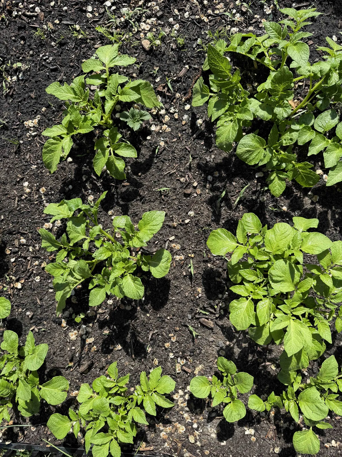 Potatoes in the garden are blowing up.