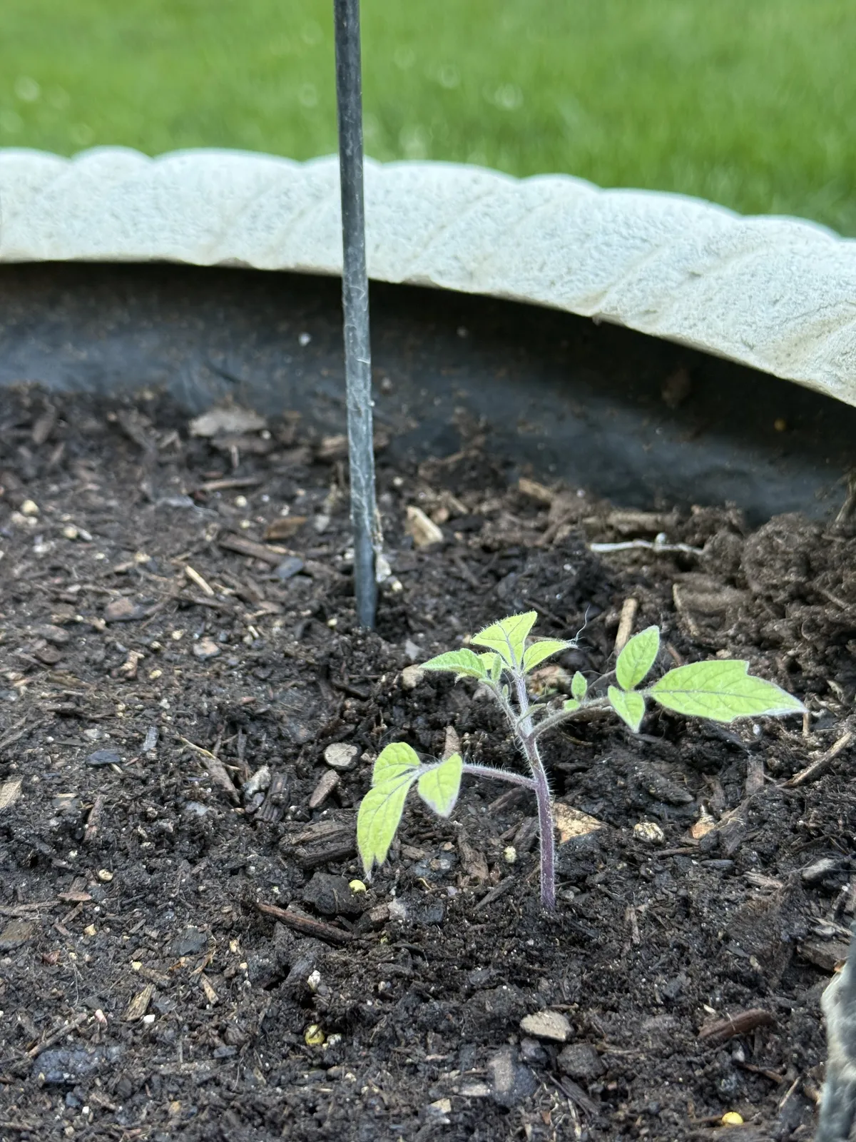 Transplanted the tomato babies outside. Fingers crossed!