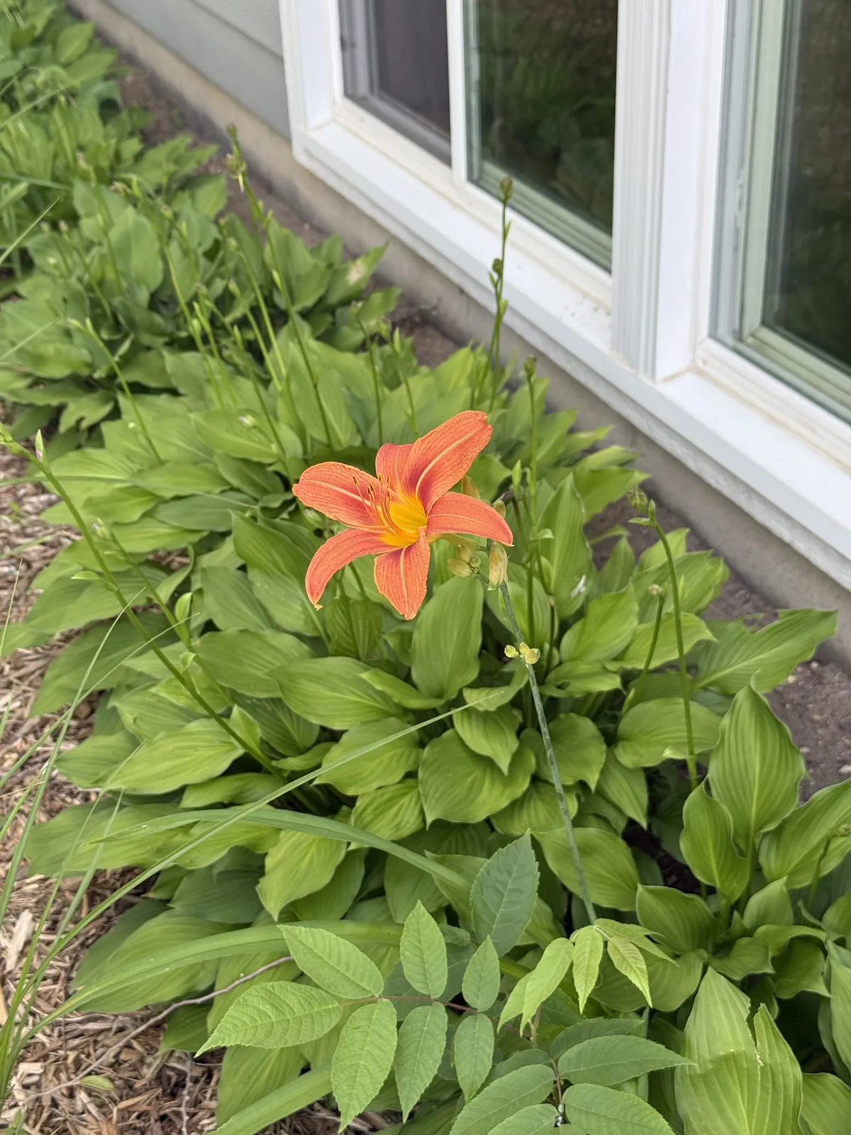 Day lilies!