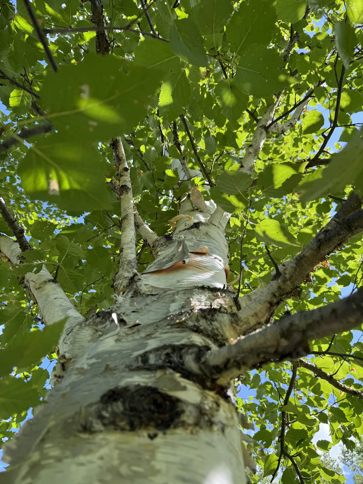 Birch