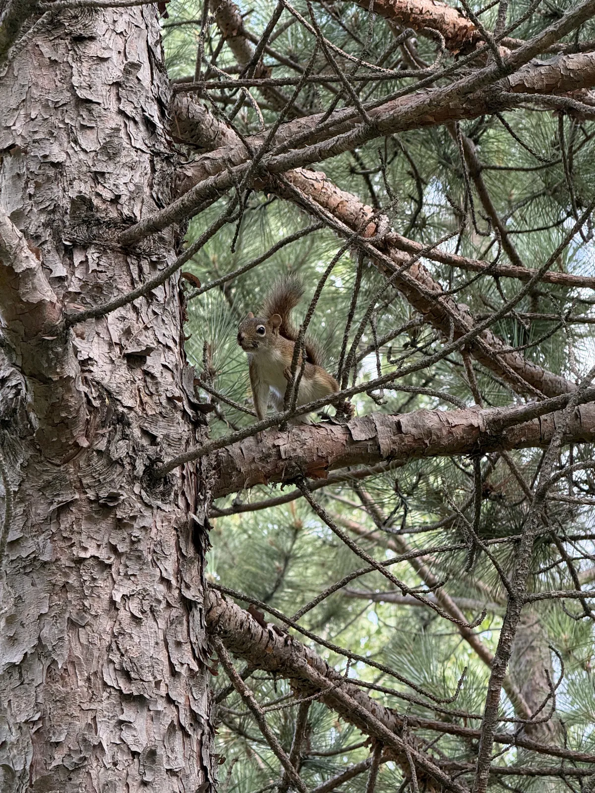 This red squirrel yelled at me for lying in a hammock.
