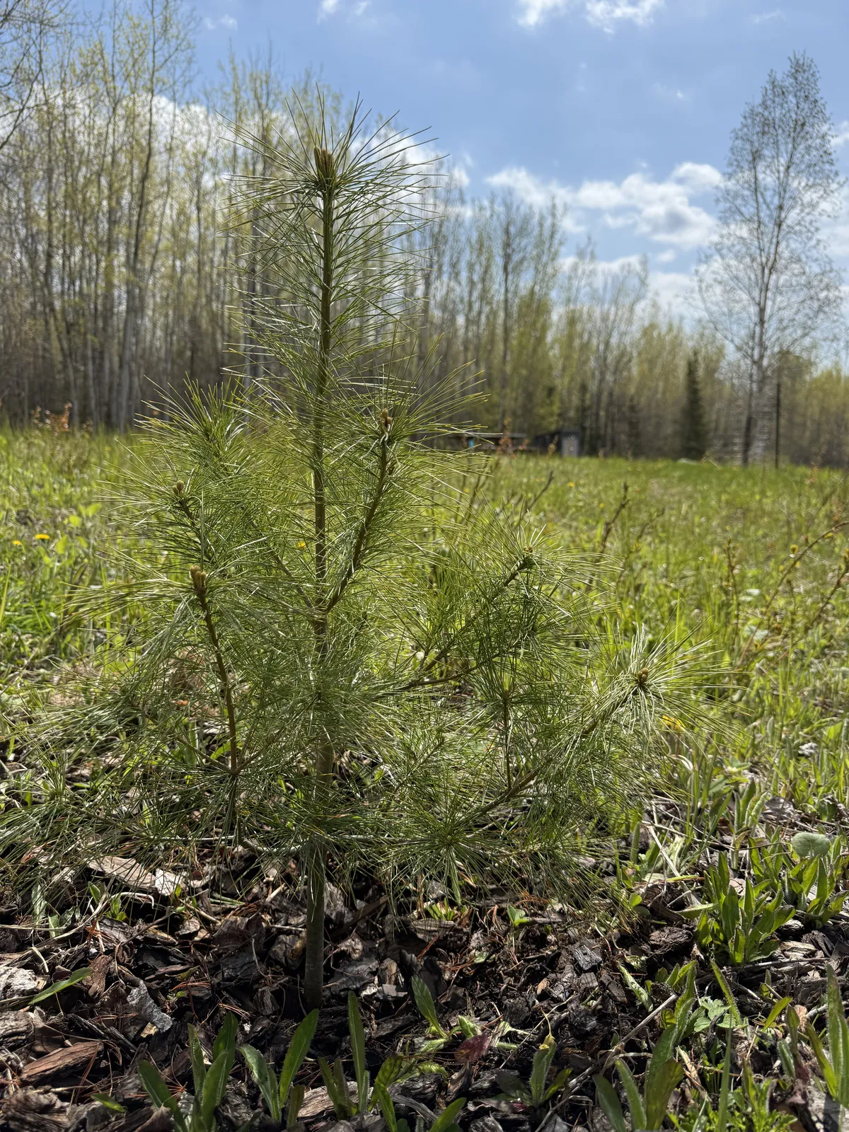 Baby white pine tree.