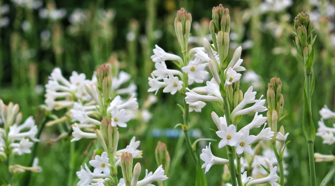 tuberose