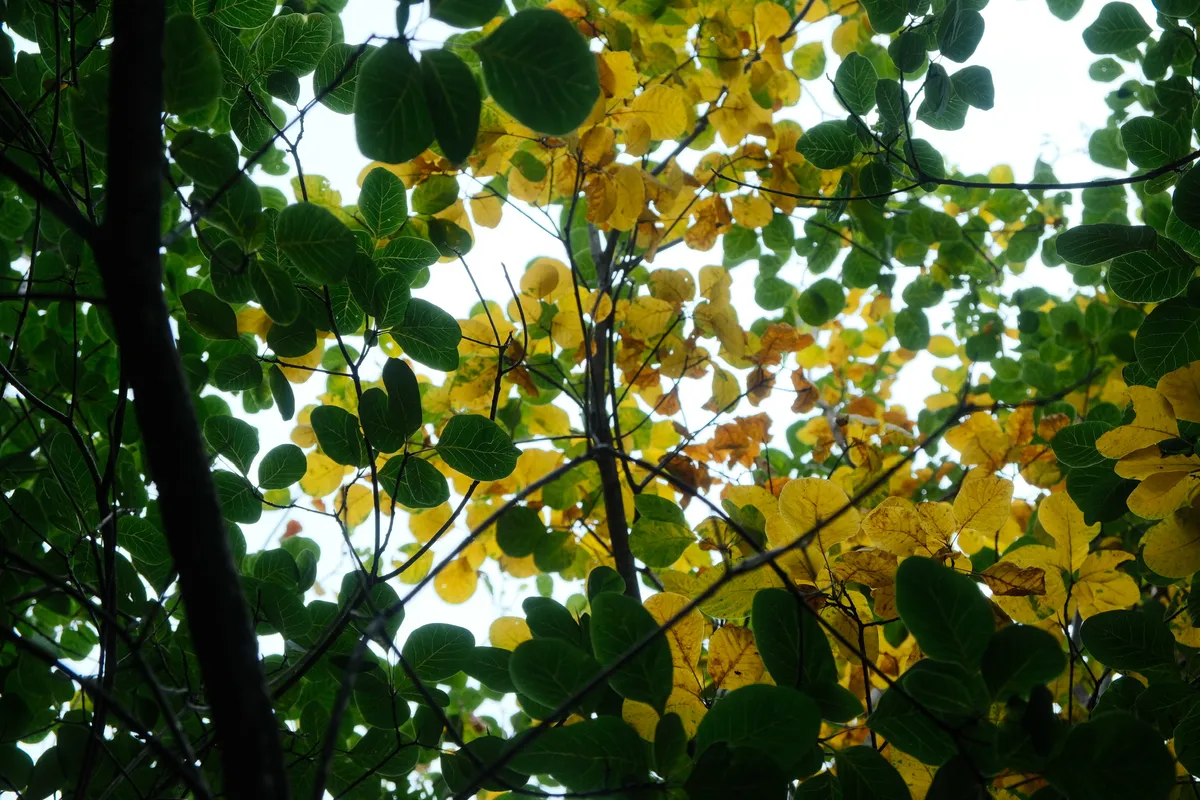 DSCF6153