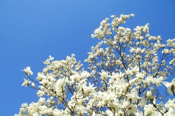 pict0051_3416621855_o