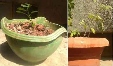 amrutaPatilGarden