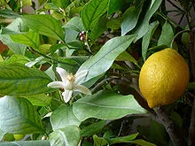 lemon.JPG