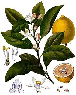 lemonFruitLeafFlower.jpg