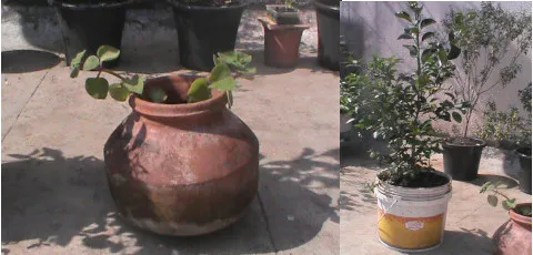 virajSawaiGarden