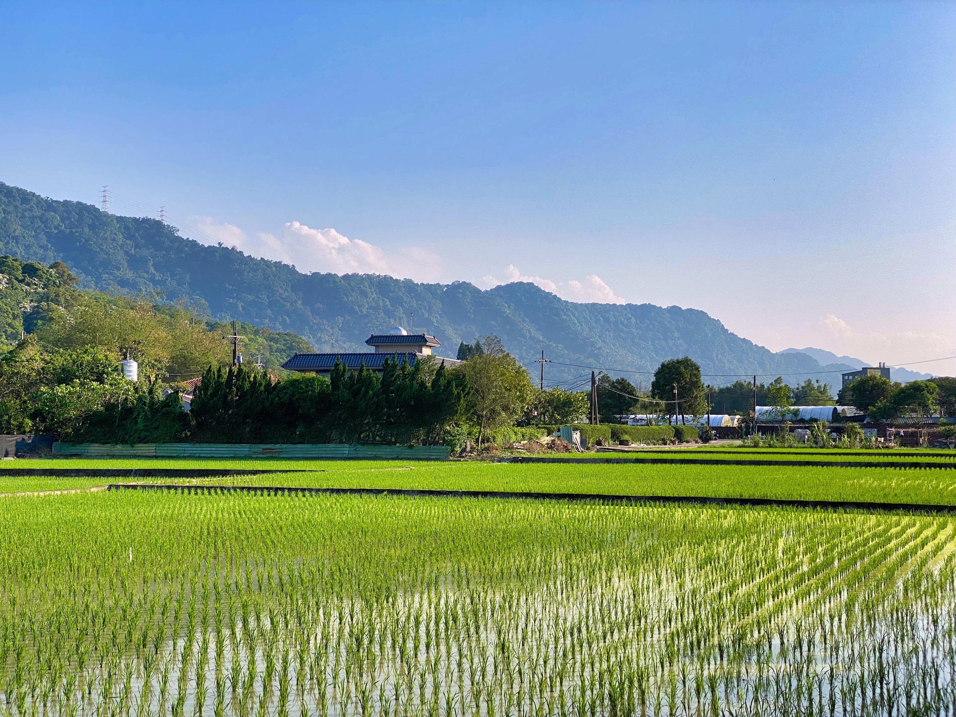 A rice field in Taoyuan, Taiwan