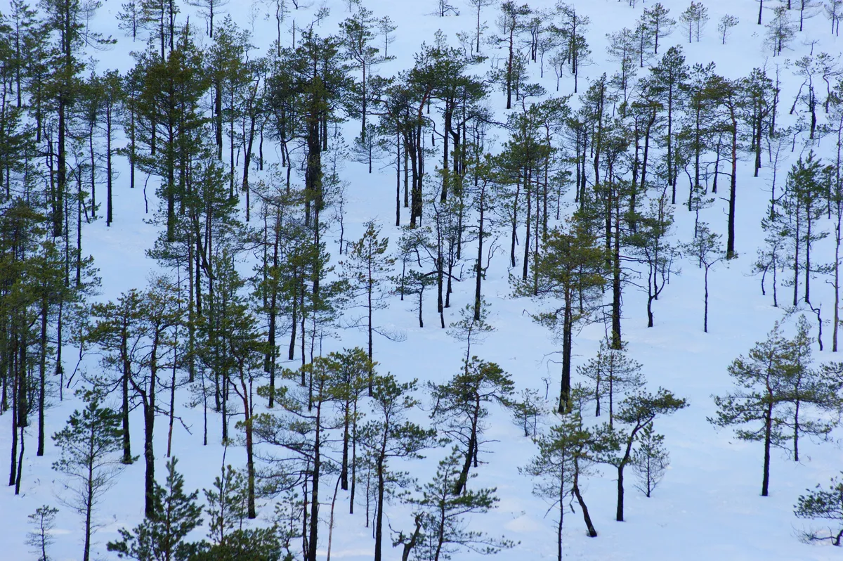 Cheatsheet image example