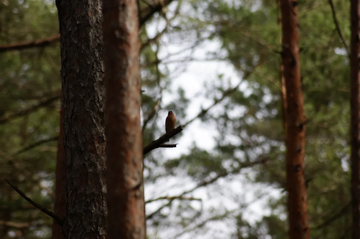 Cheatsheet image example