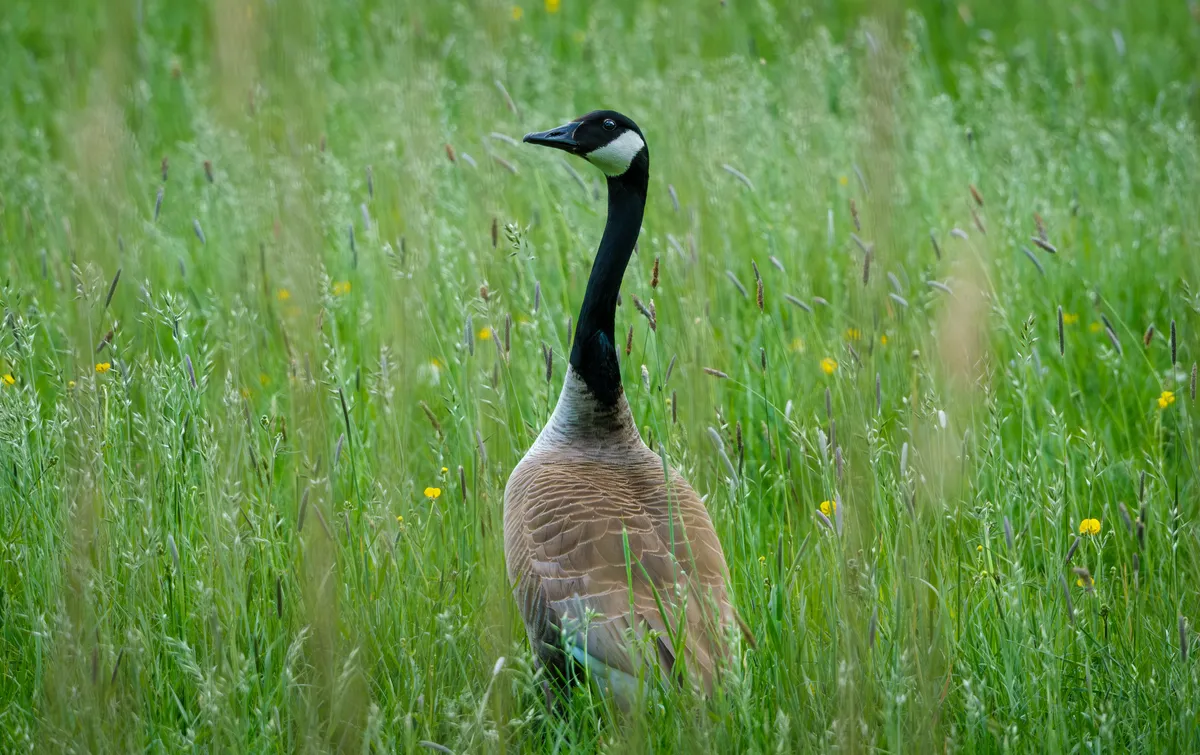 grote Canadese gans