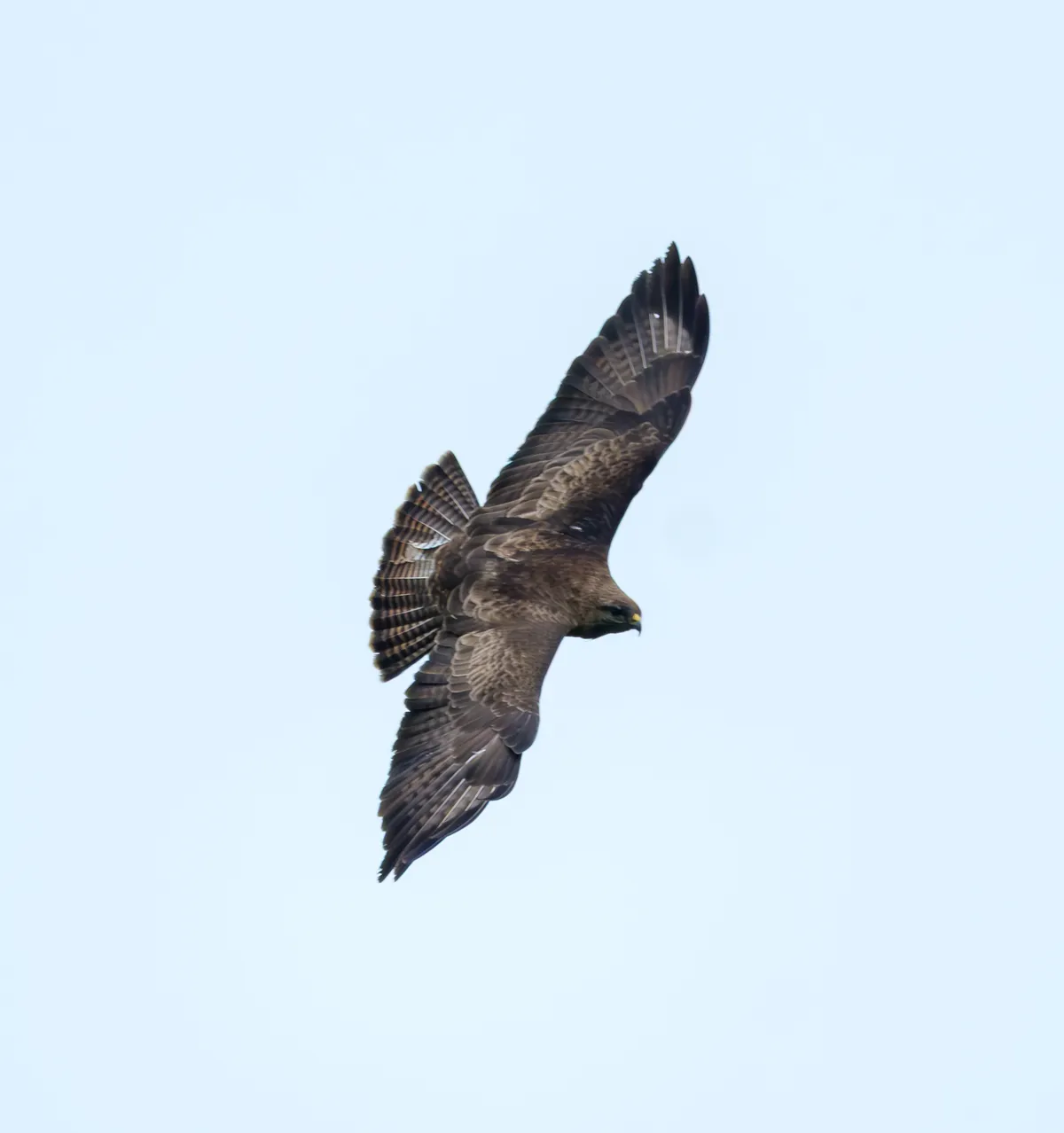 buizerd lettelberterpetten