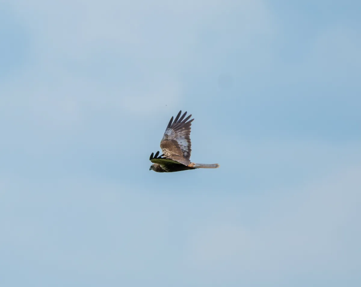 bruine kiekendief noordermolen