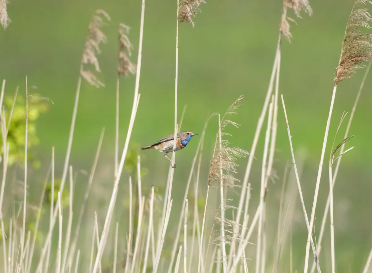 blauwborstje noordermolen