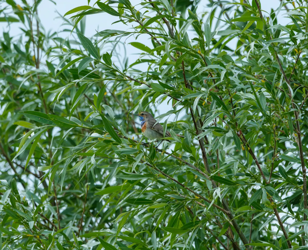 blauwborstje groen noordermolen
