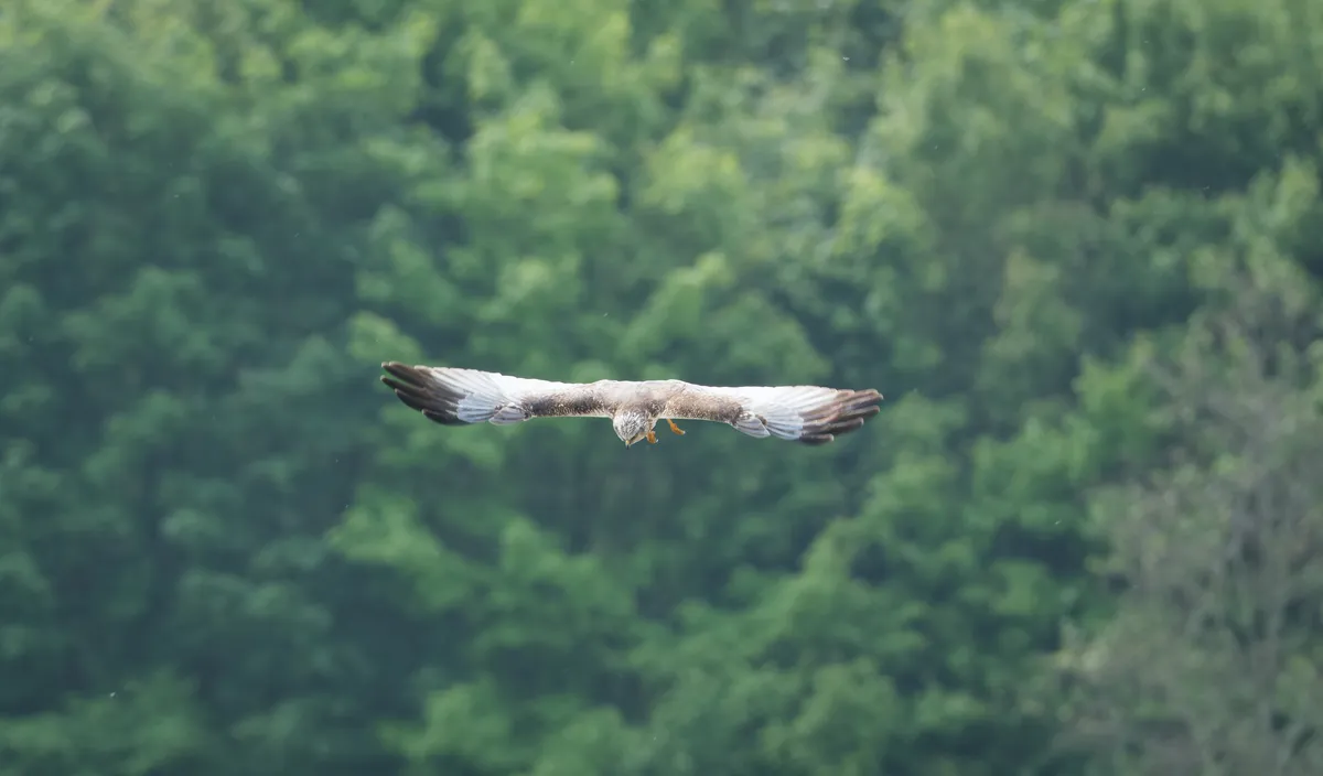 bruine kiekendief vleugels noordermolen