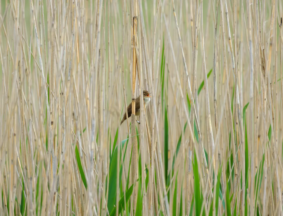 kleine karekiet noordermolen