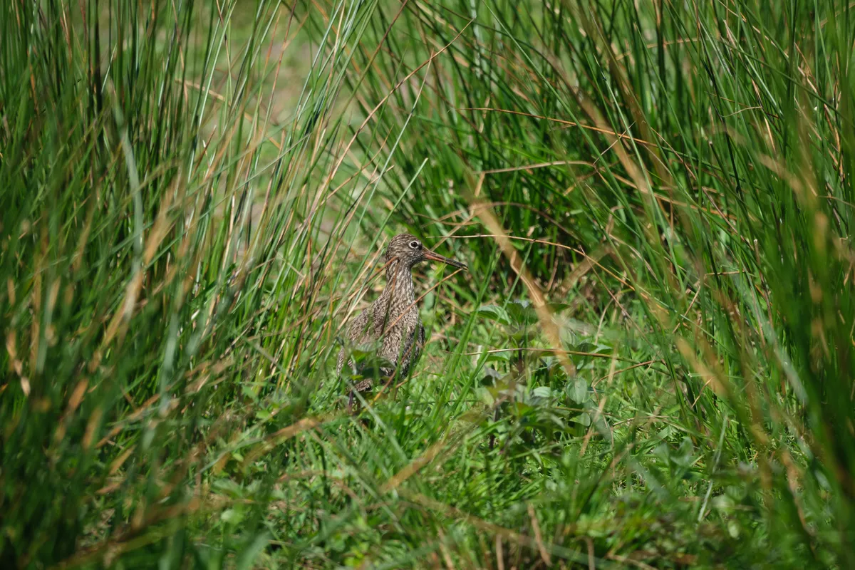 tureluur in gras