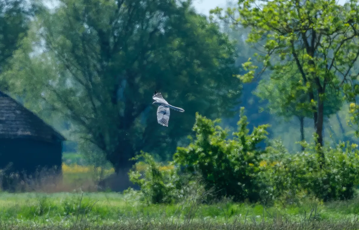 grauwe kiekendief boven Ten Boer