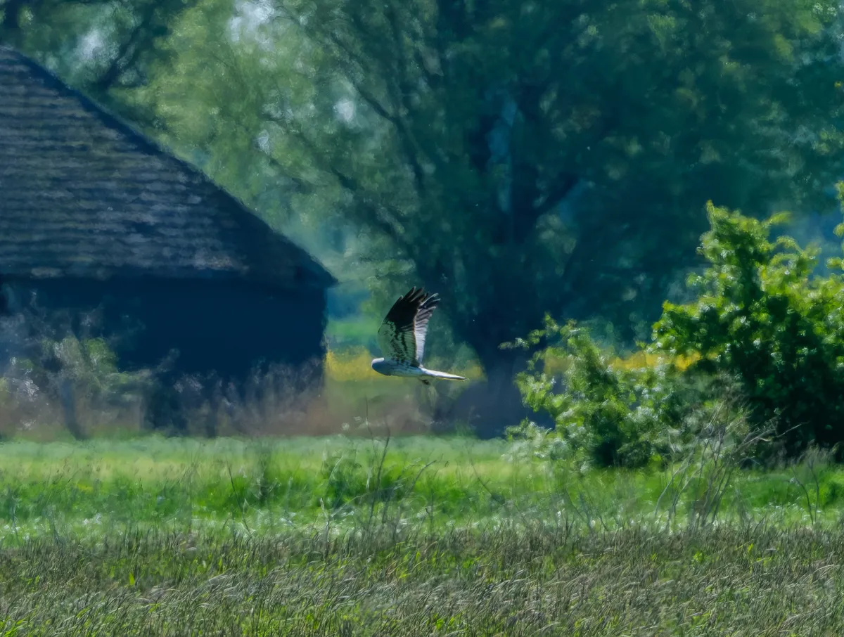 grauwe kiekendief onder ten boer