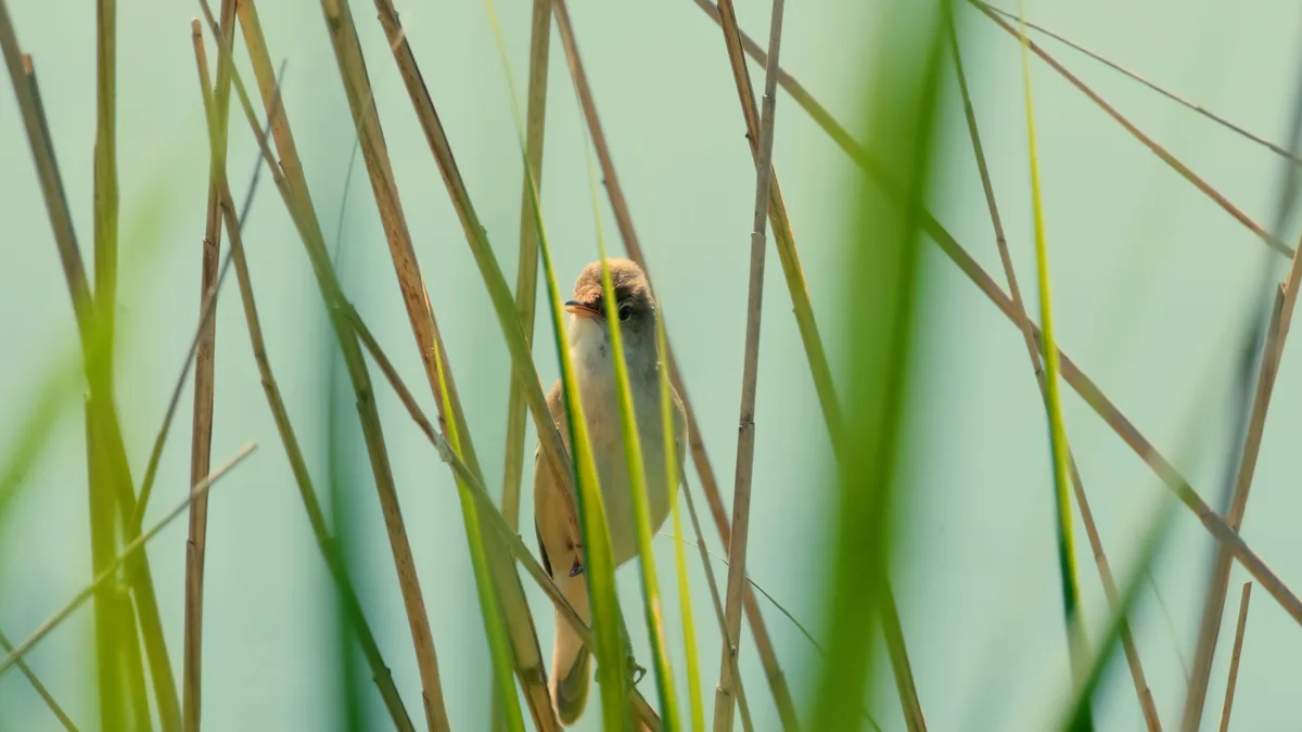 kleine karekiet zuidlaardermeer