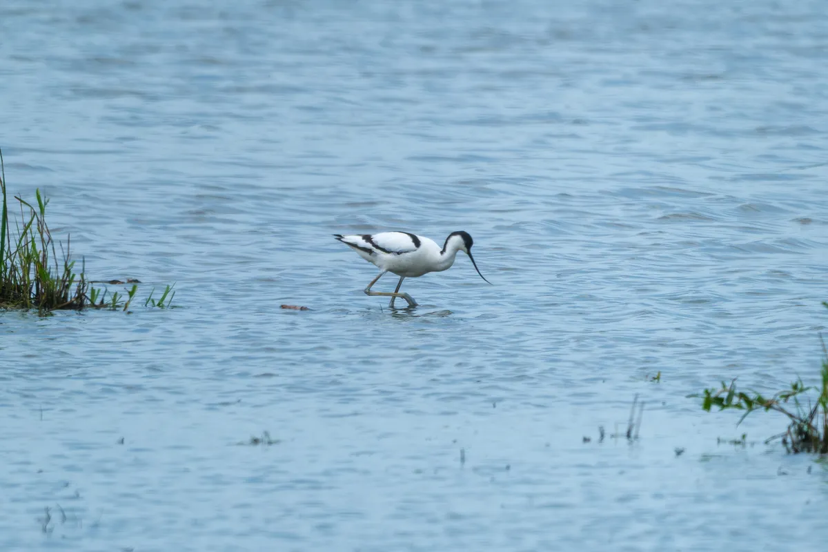 kluut hoeksmeer