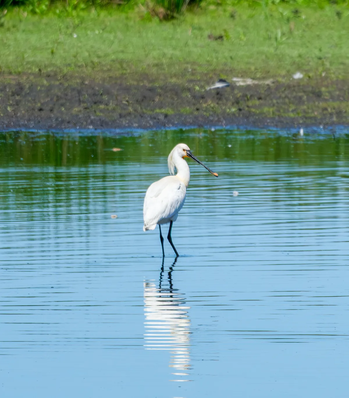 lepelaar kropswoldebuitenpolder