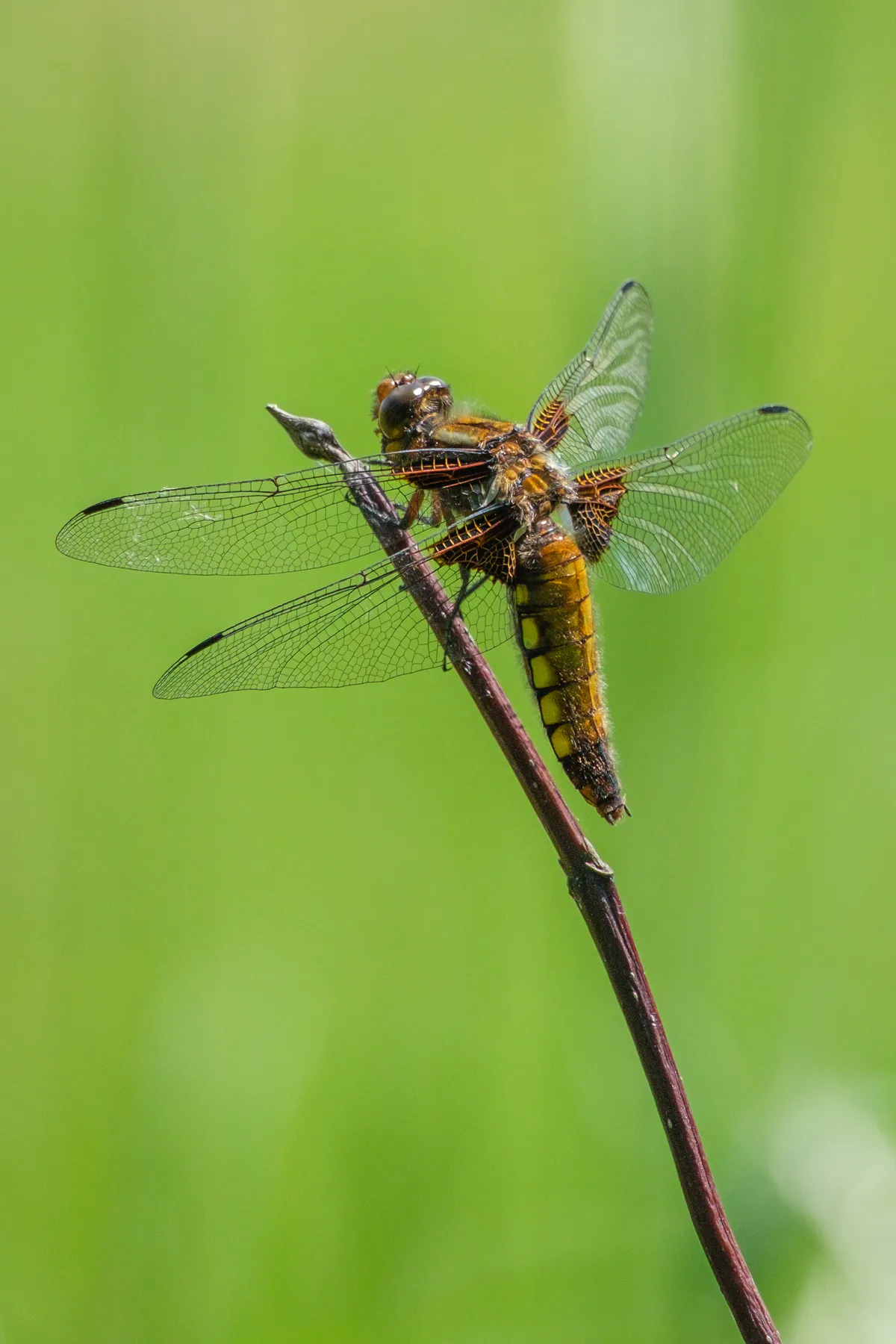 platbuik libellen thuis