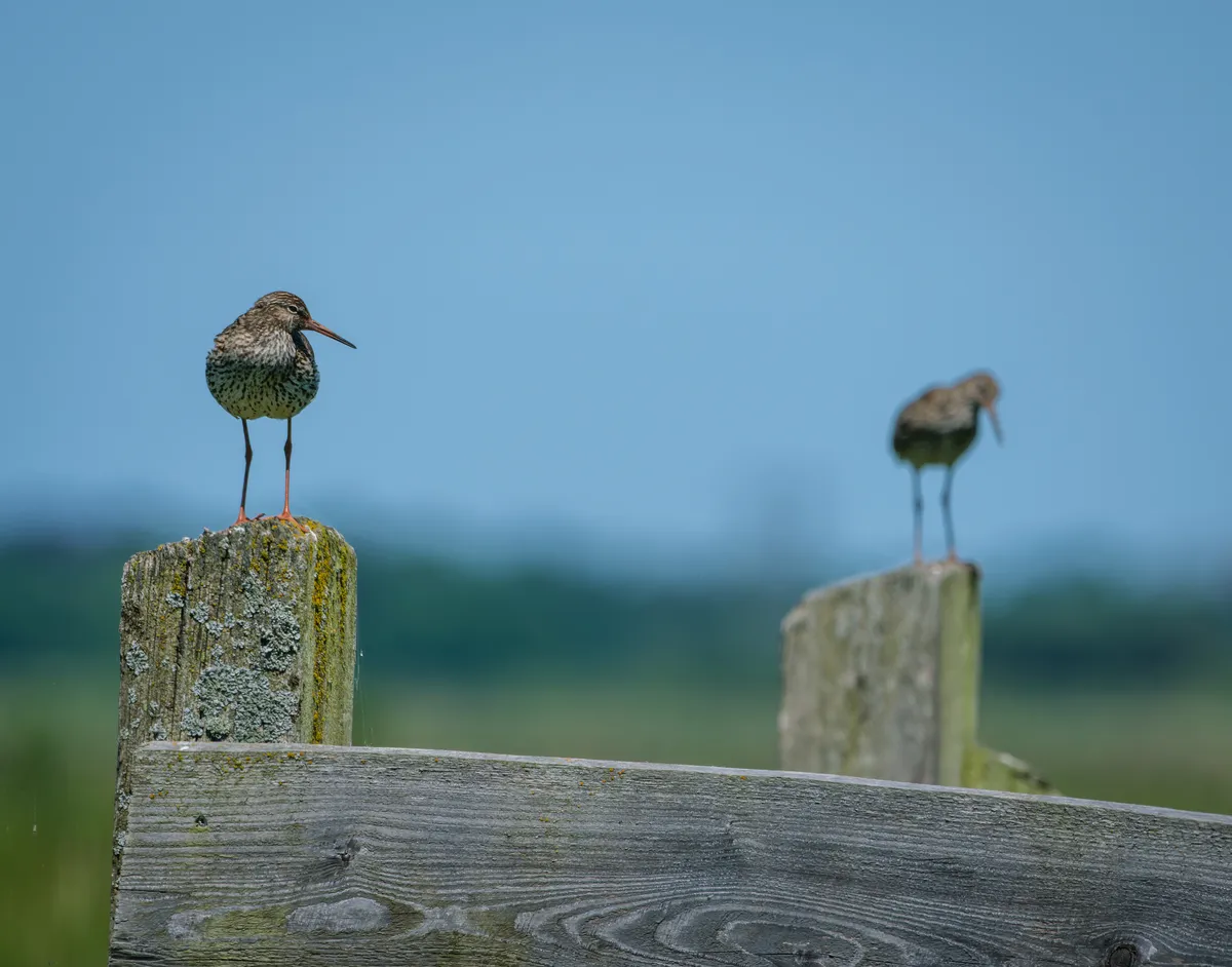 tureluurs op paaltjes onnderpolder