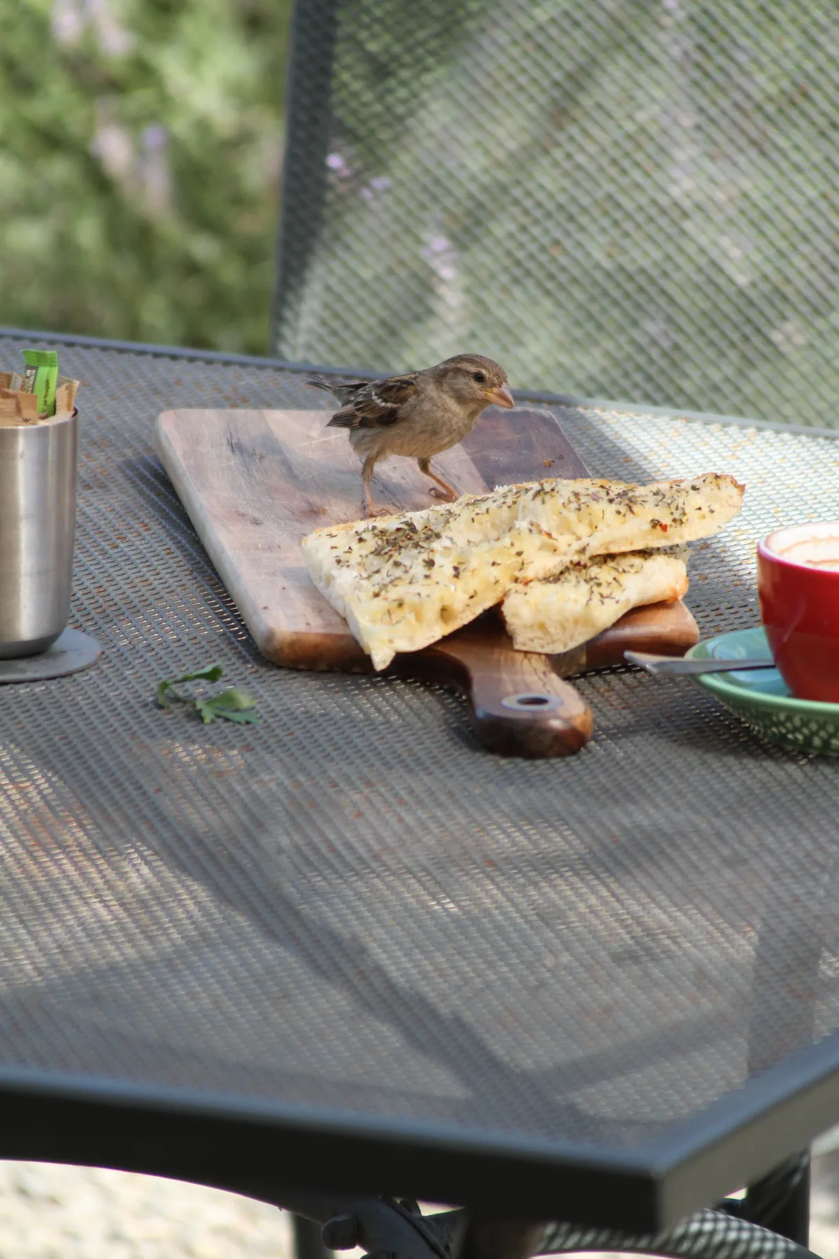A little sparrow is sitting on a plate eating bread