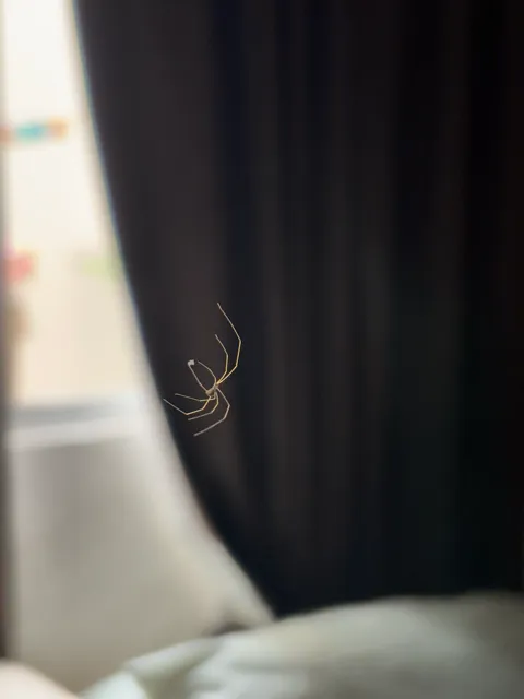 spider-in-the-air