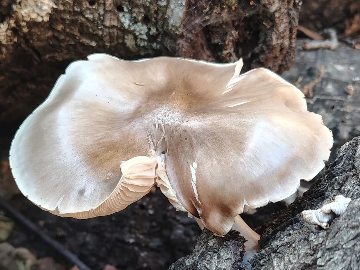 shroom