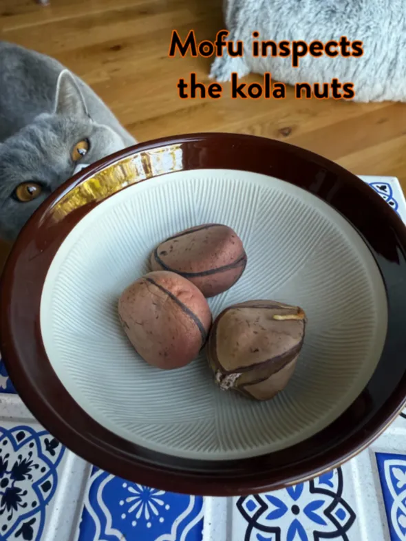 mofu inspects