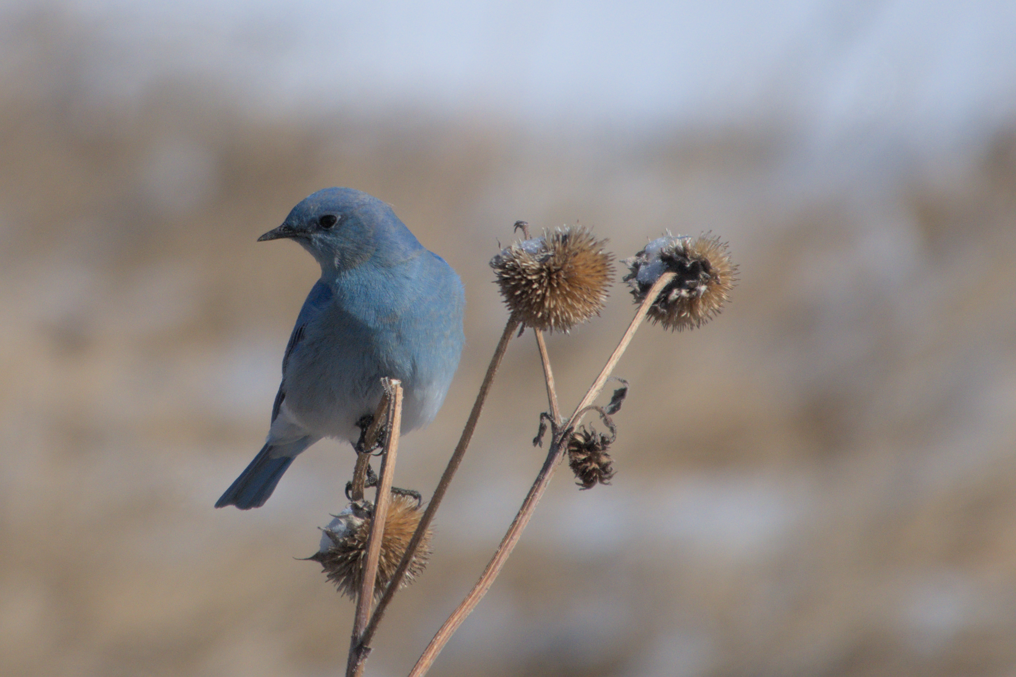 West Denver Birder