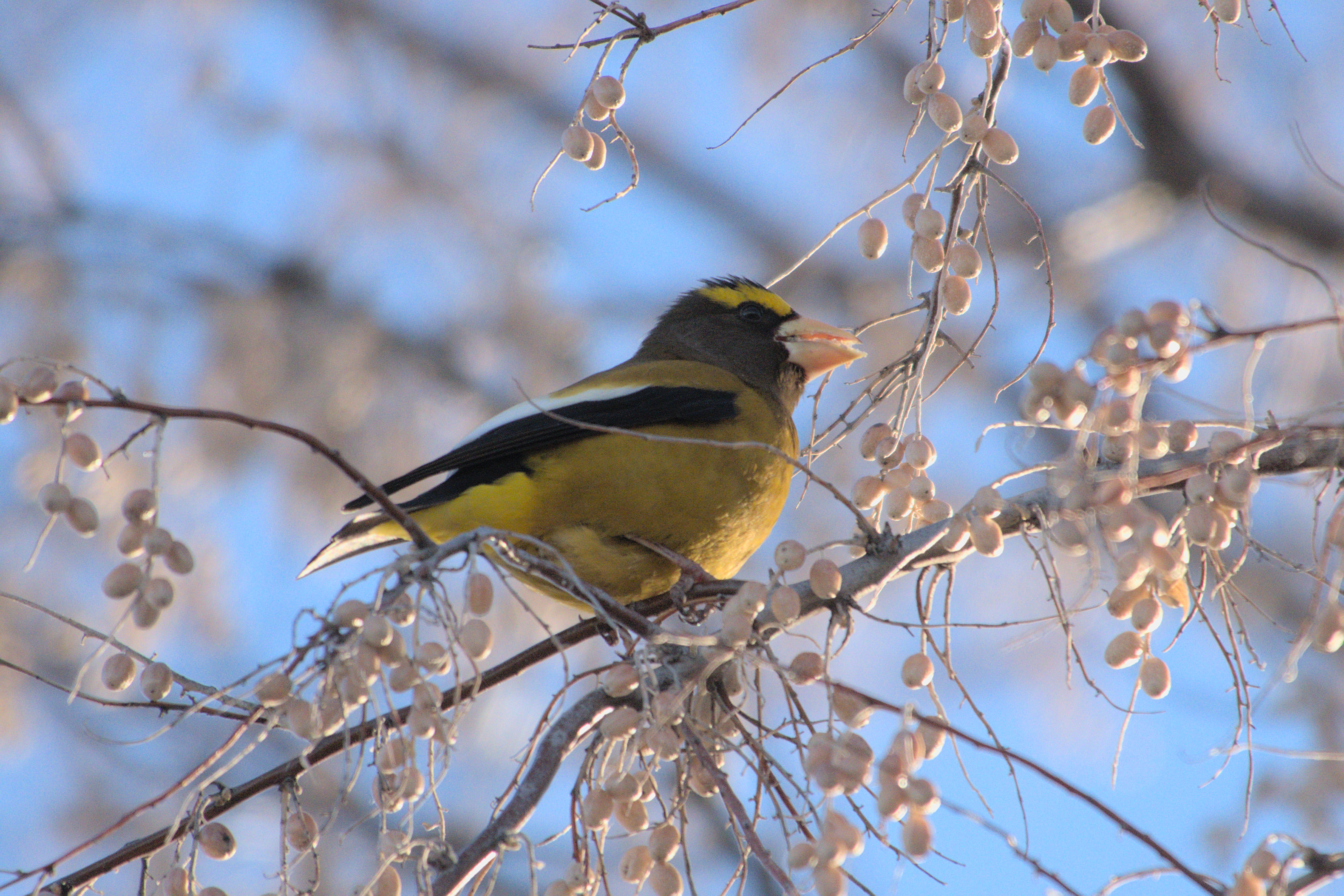 West Denver Birder