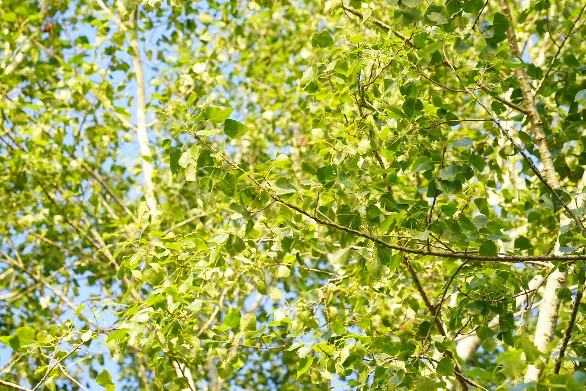 DSC03960