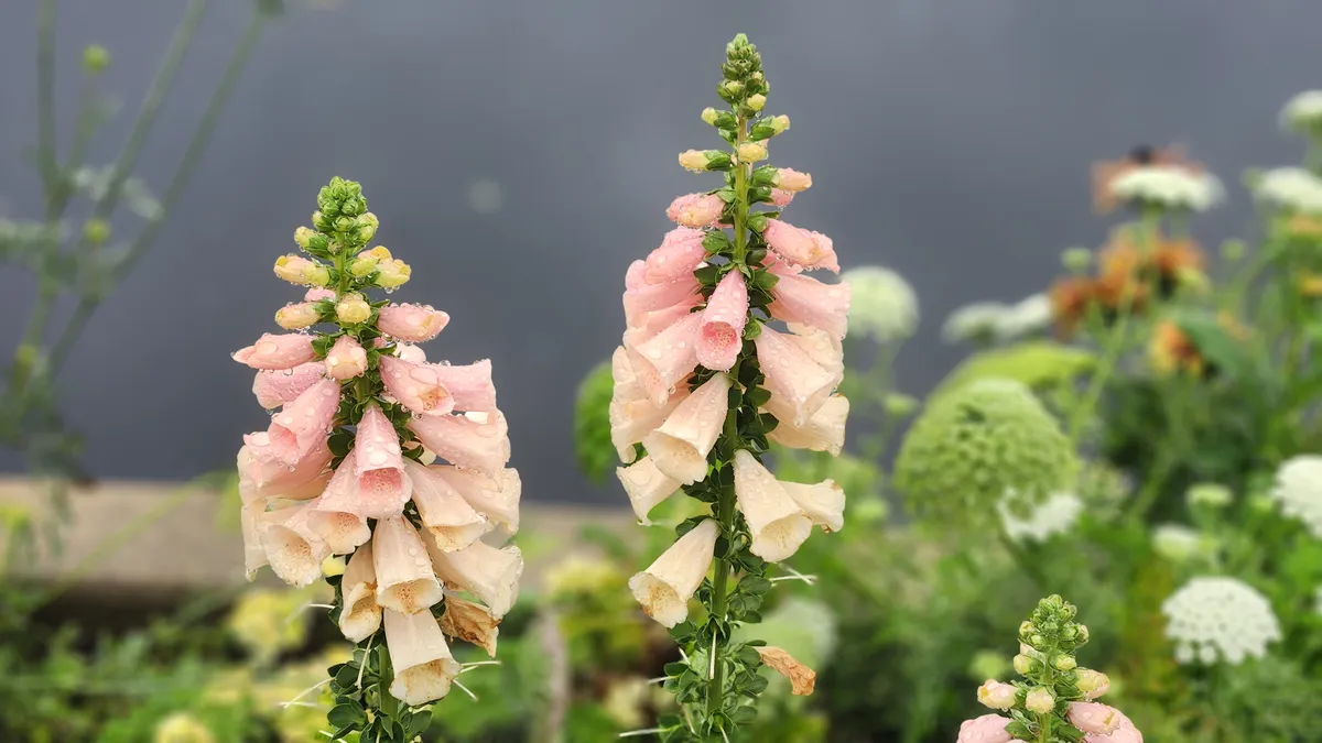 Bell shaped pink flowers over water