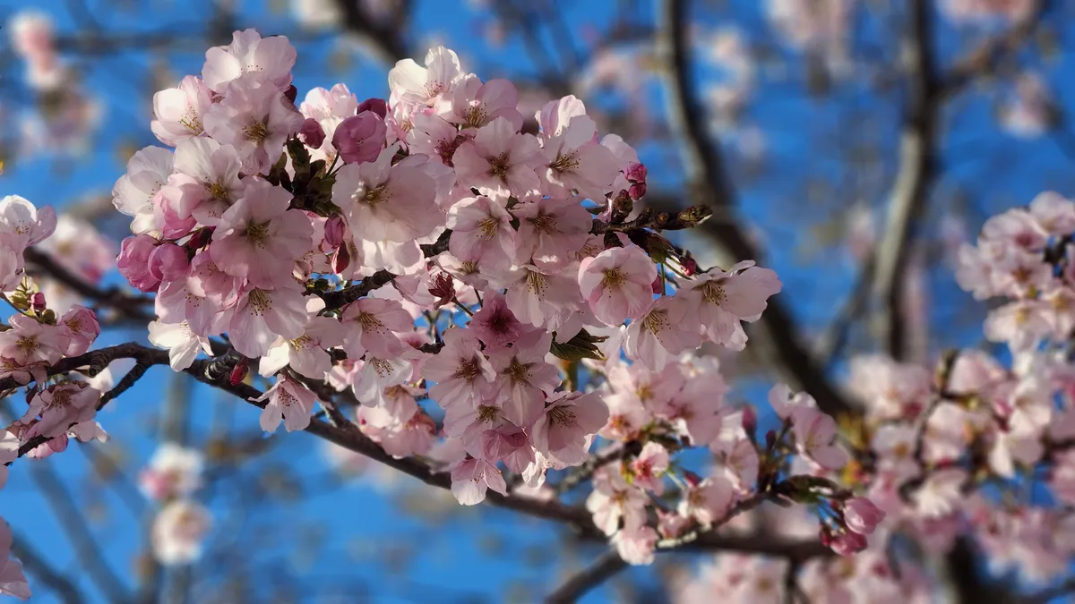 Pink cherry blossom flowers on a blue sky backdrop