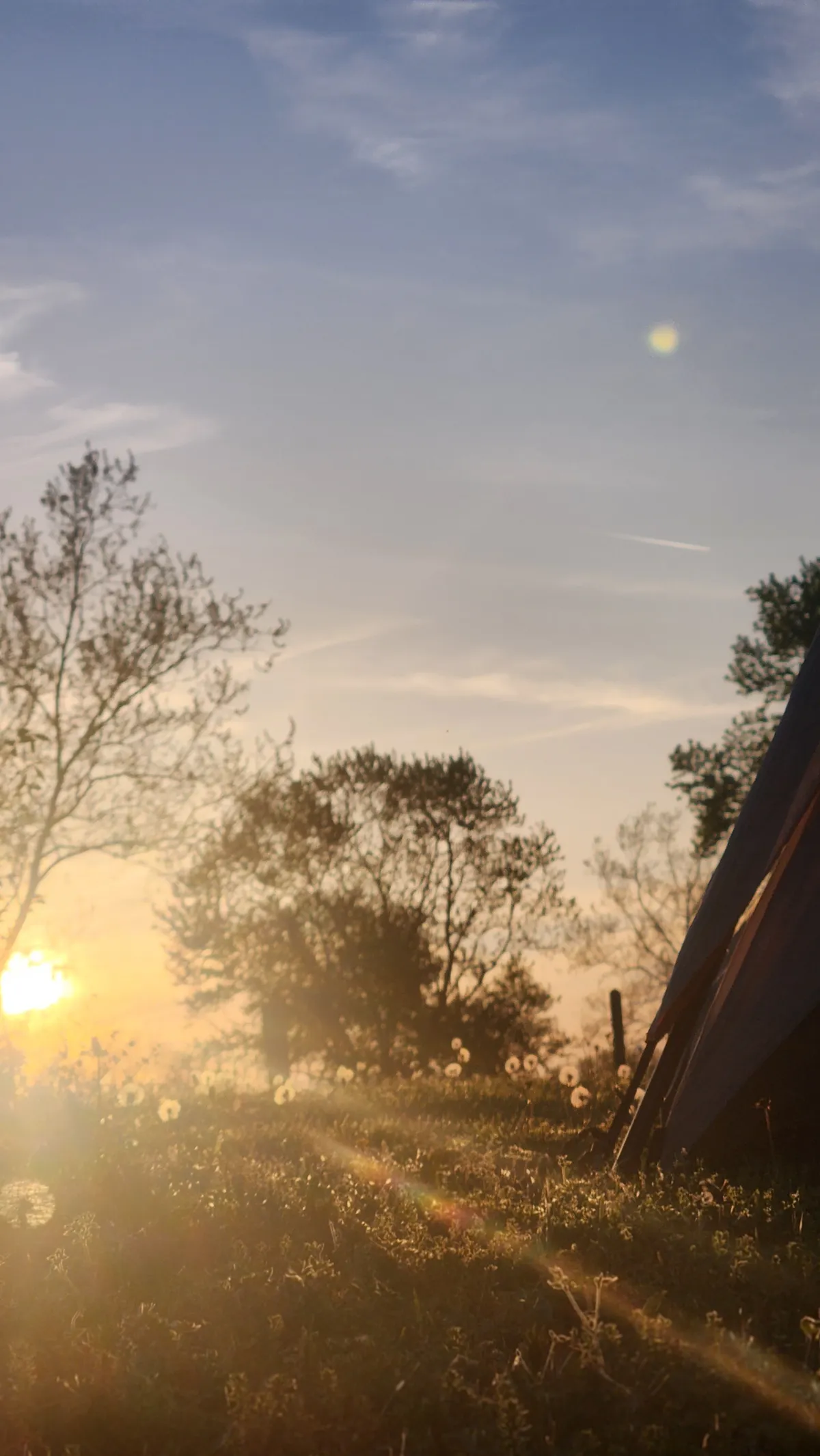 Sunrise through the shadows of dandelions and grass next to a tent
