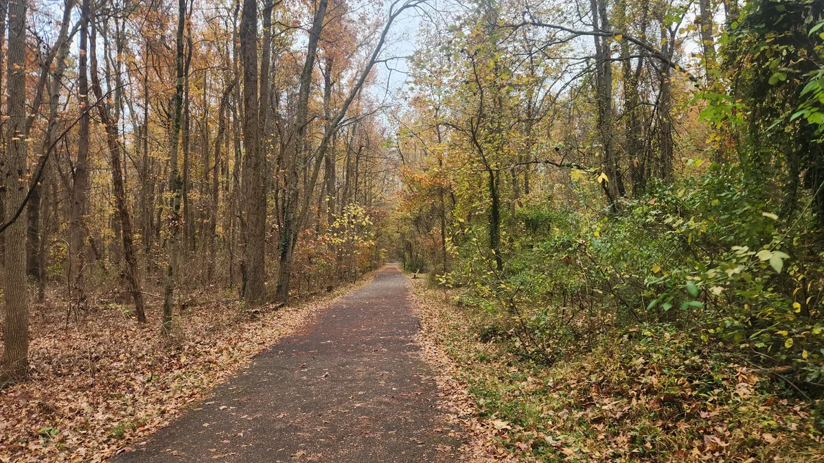 Paved path through a forest of orange and brown leaves on the ground