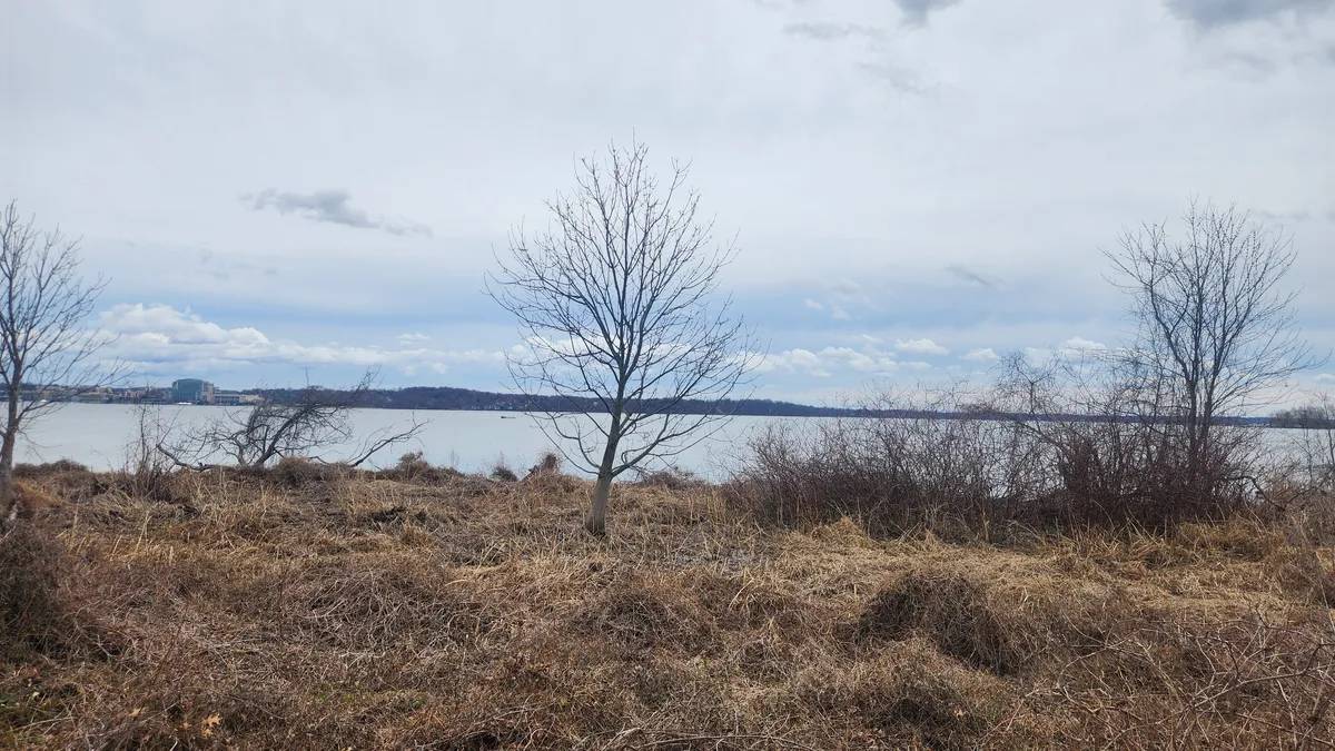 Winter tree in front of a river