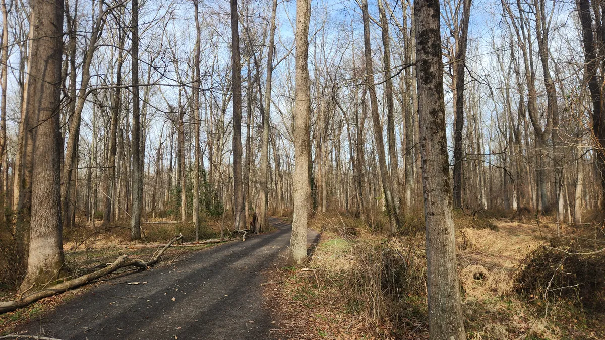 Morning sun shining through trees