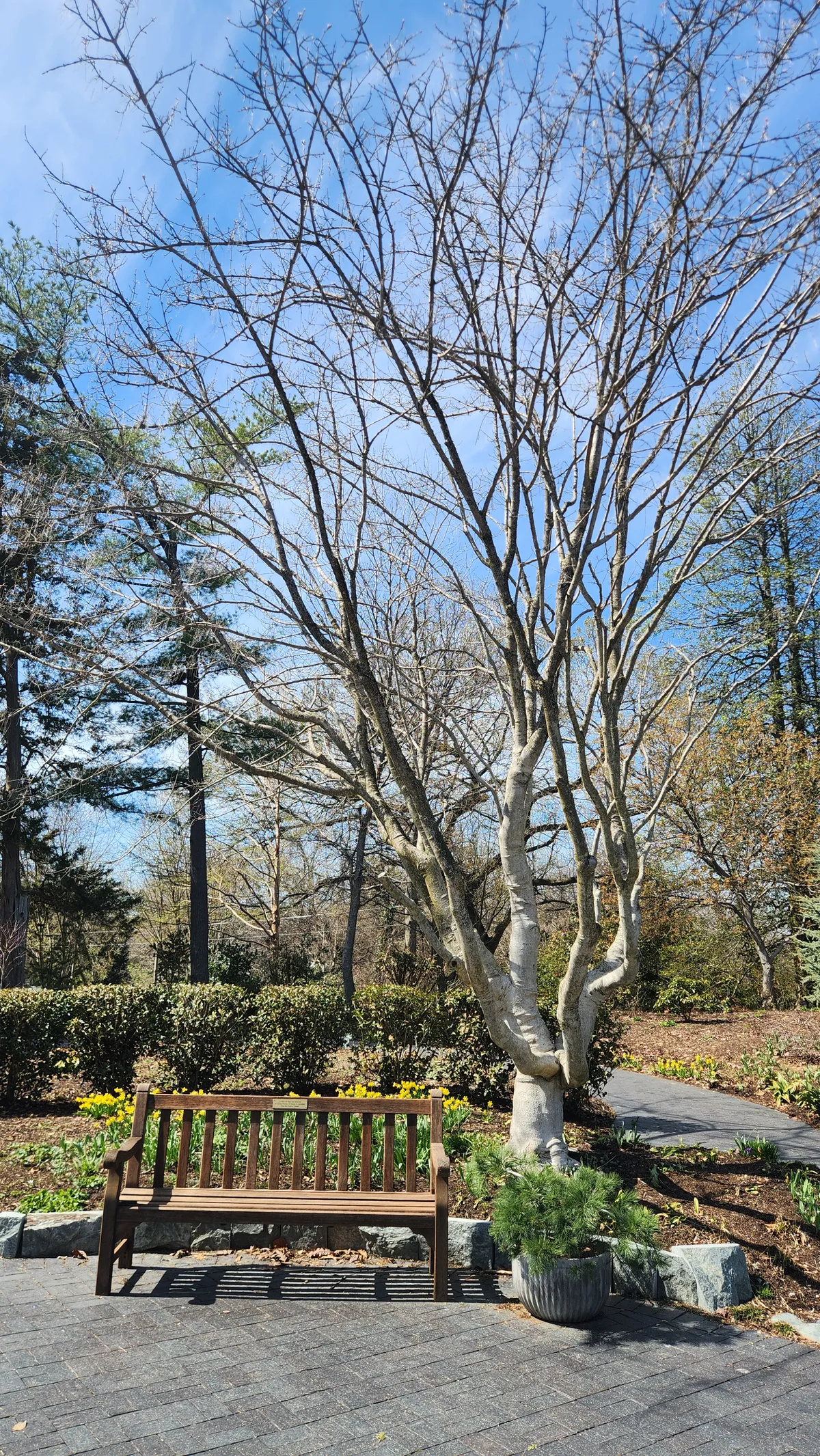 Wooden bench next to a tall tree with long branches