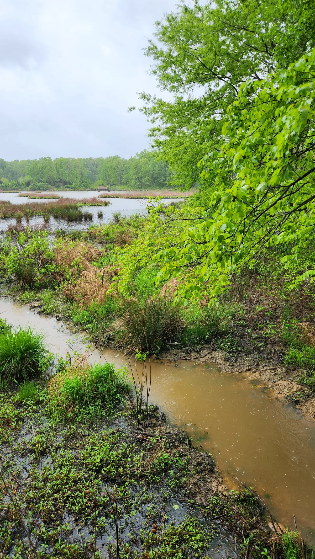 Green and brown plants framing a lake